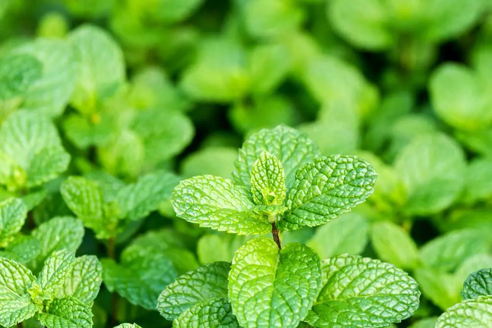 8 surprising reasons to grow mint at home - Home Garden Tips