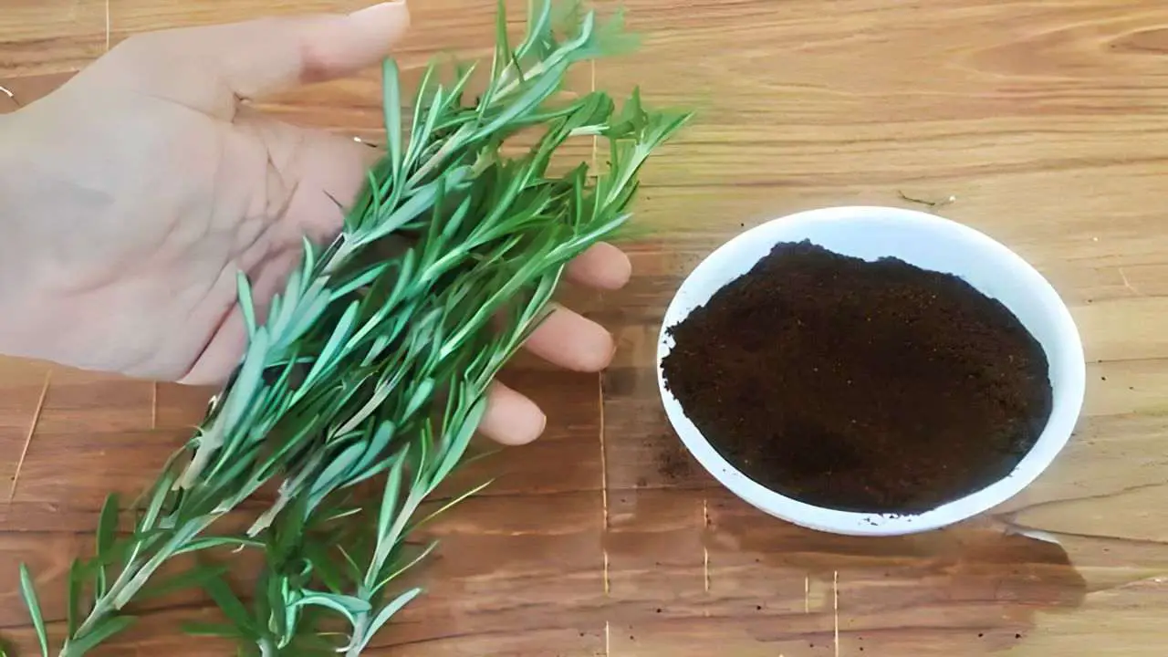 Rosemary sprigs and coffee grounds, if you combine them you can't stop