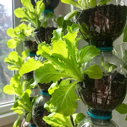 Grow lettuce in recycled plastic bottles - Home Garden Tips