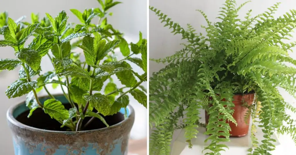 10 Plants that Absorb Humidity and Prevent Mold on Walls Home Garden Tips