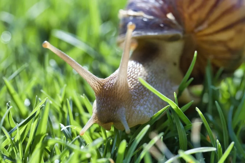 Keeping Snails at Bay in Your Garden My Successful Solution! Home