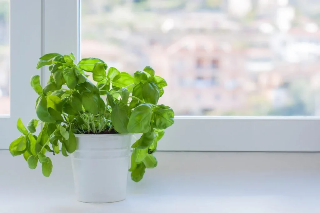 The Basil Blessing How I Keep My Basil Plant Alive Home Garden Tips