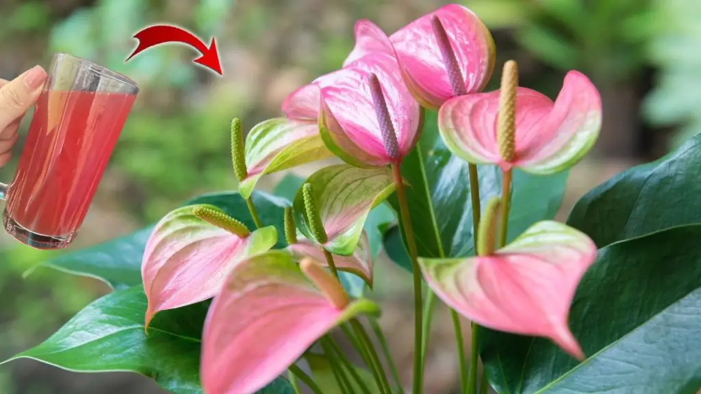 The Secret to Anthurium Flowering A Natural Solution for Blooms That