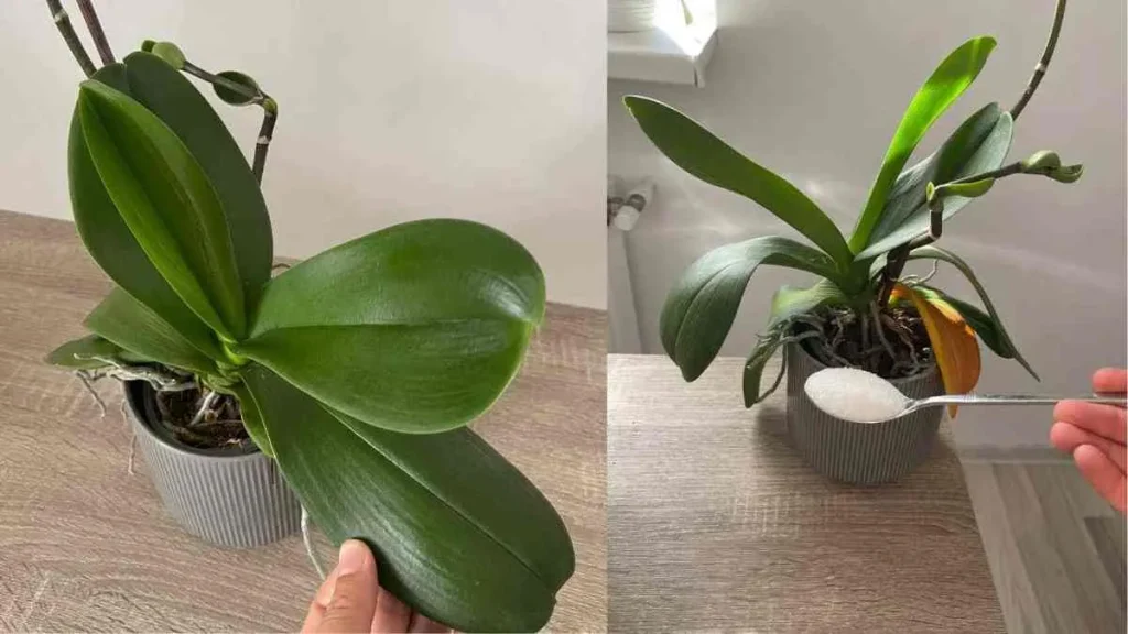 How to Water Your Orchid Properly A Guide to Enhancing Blooms Home