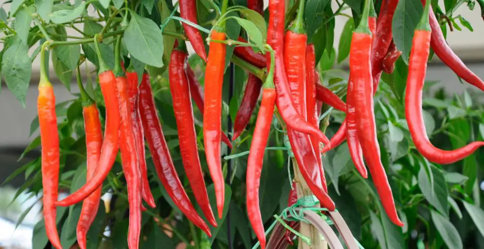 Growing Chili Peppers in Pots and Never buy pepper again Home Garden