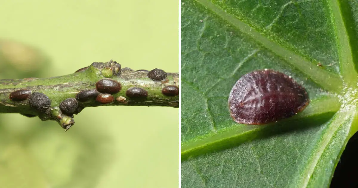 Get Rid of Scale Insects from Your Plants Forever: 5 Natural Pesticides ...