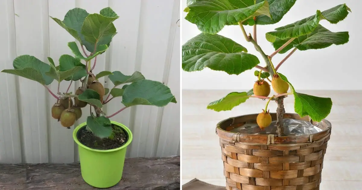 How to Cultivate a Kiwi Tree in a Pot - Home Garden Tips