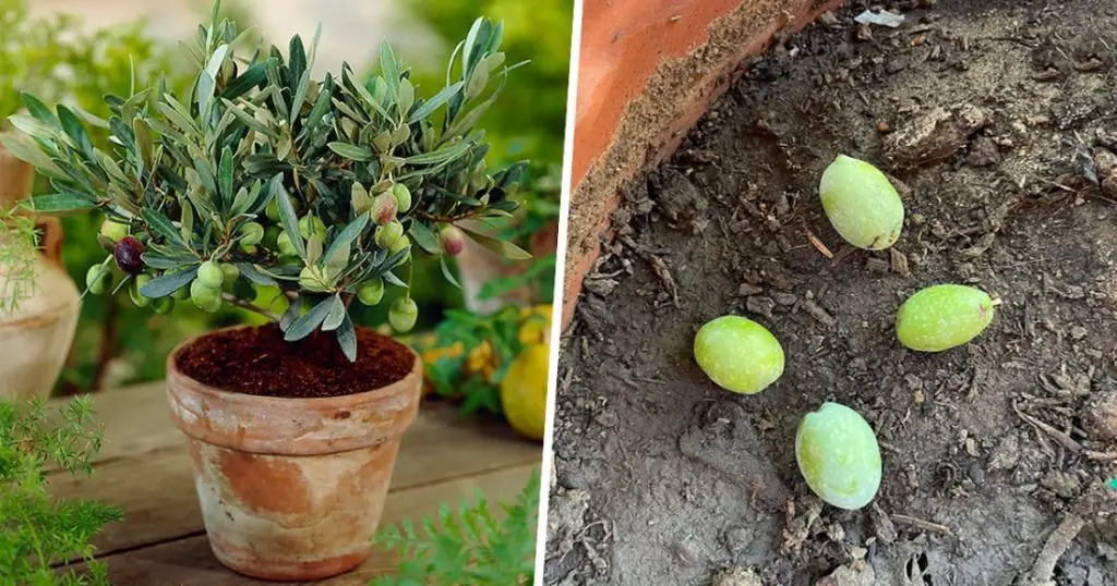 Growing an Olive Tree from the Seed A StepbyStep Guide Home Garden Tips