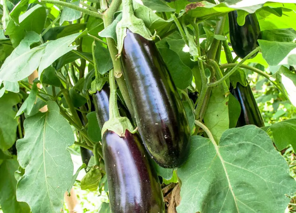 Maximizing Eggplant Yield: How to Grow an Abundant Eggplant Harvest at ...