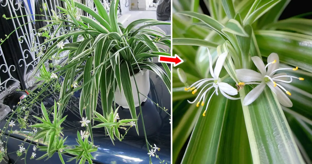 How to Make Spider Plants Thrive and Fill Your Home with Fragrance ...