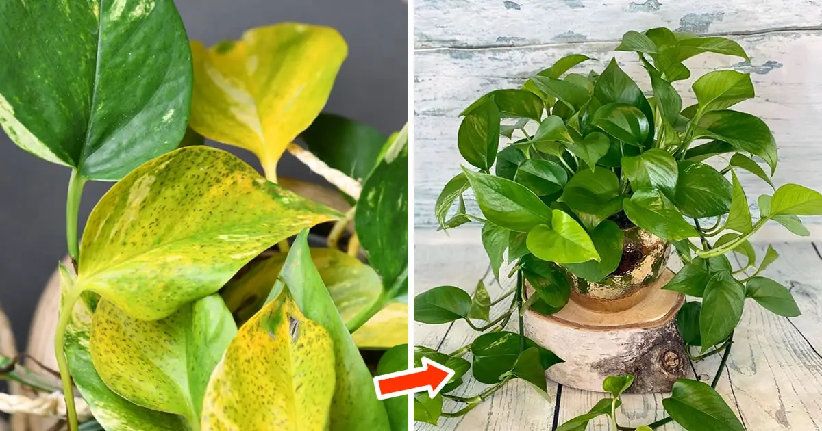 Why Plant Leaves Turn Yellow and What to Do to Revive Them Home