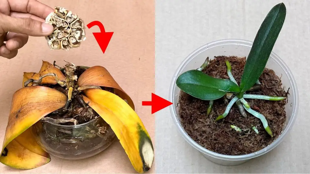 Reviving Your Rotten Orchids with Garlic A Natural and Easy Solution