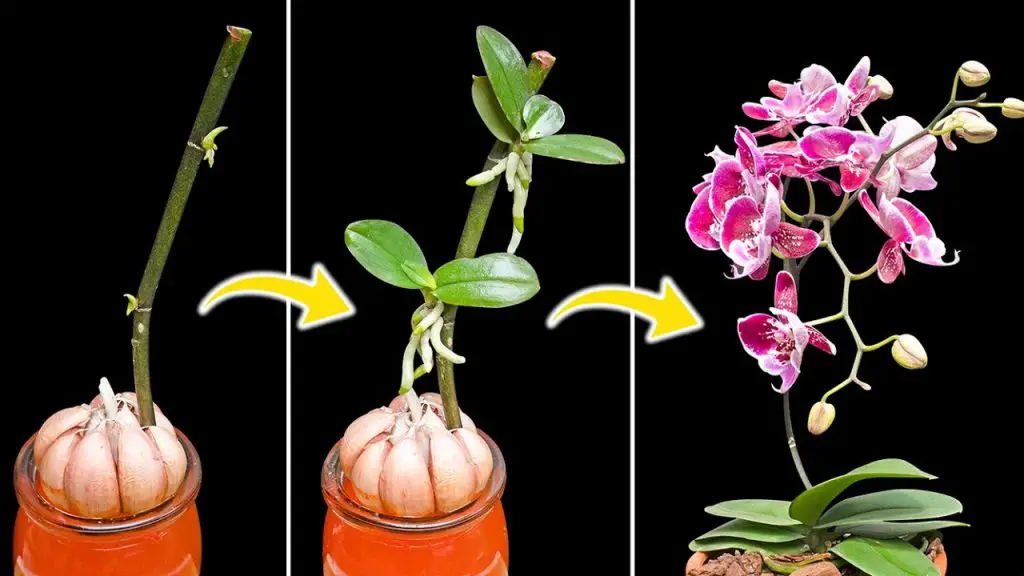 Revitalizing Orchids A Dash of Garlic for Vigorous Growth Home