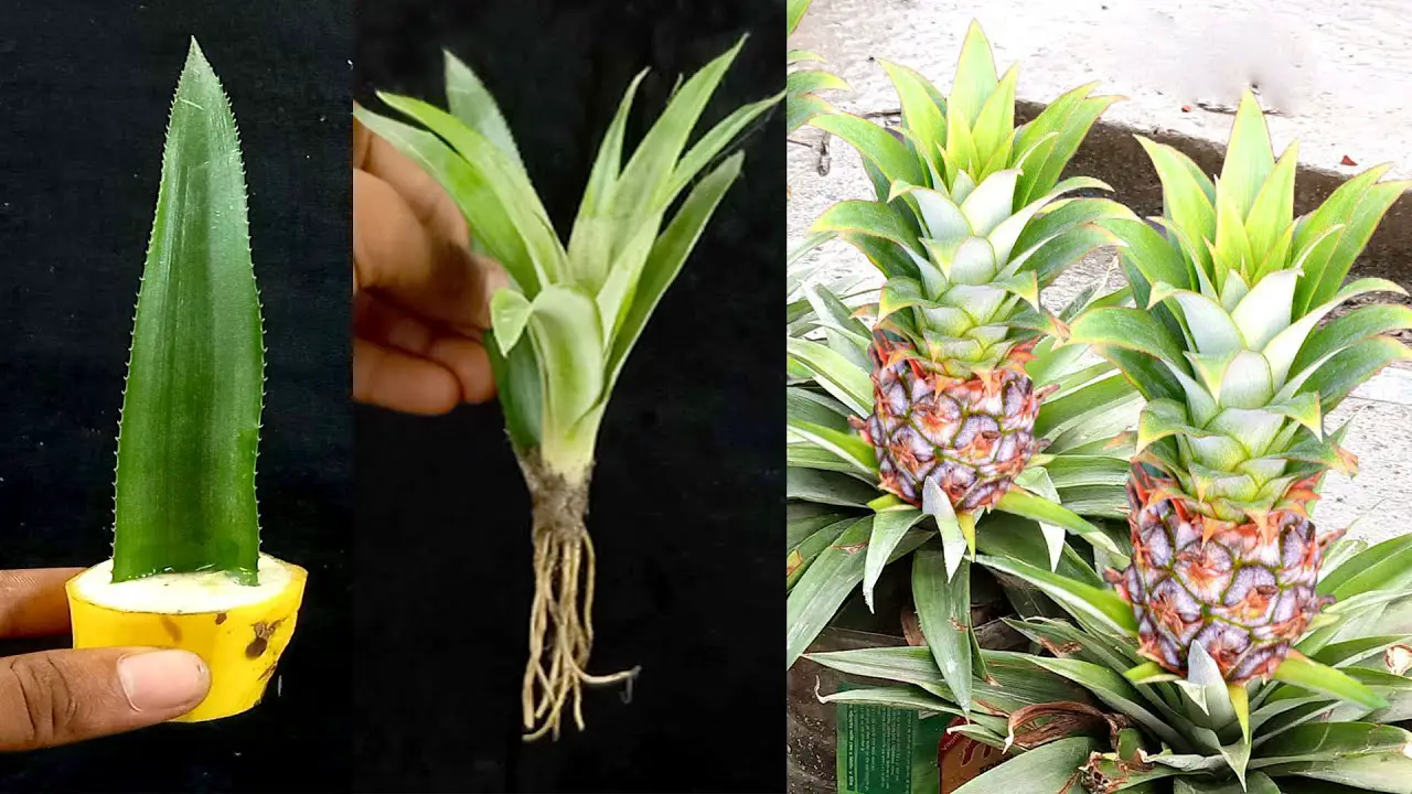 Growing Pineapples In Containers A Step By Step Guide To Regrowing Your Own Pineapple Plant 1740