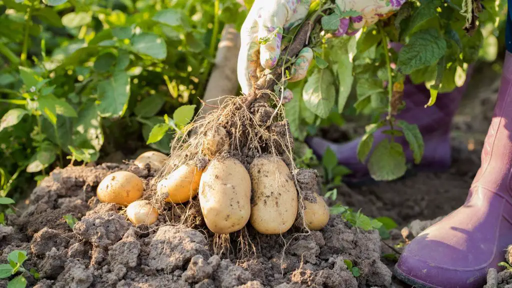 YearRound Potato Cultivation A Guide to Growing Potatoes in Every Season Home Garden Tips