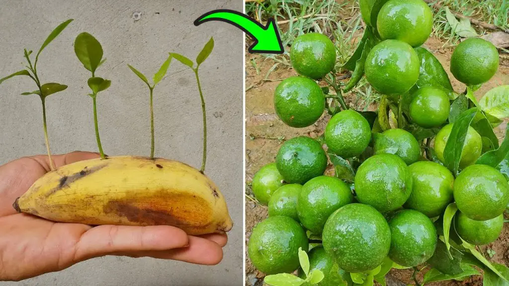 A Guide to Growing Lemons in Banana Plants - Home Garden Tips