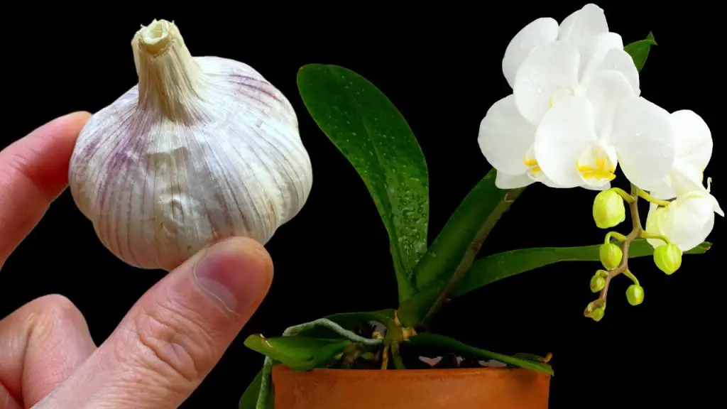 Unlocking the Hidden Benefits of Garlic for Your Orchids A Surprising
