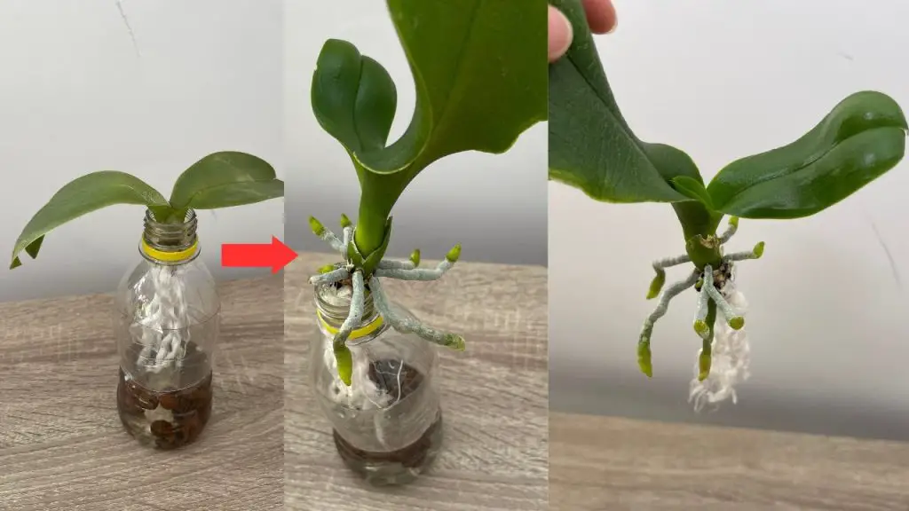 Never Worry About Reviving a Rootless Orchid Again with These Easy ...