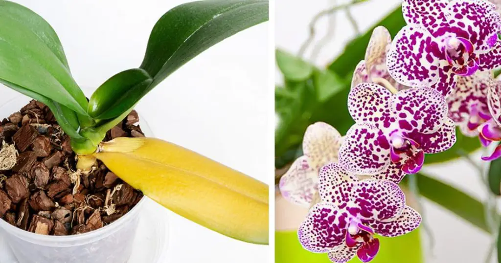 Orchid Care Guide: Reviving Yellowing Leaves and Ensuring Years of ...