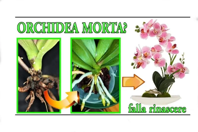 Revive Your Wilting Orchid with a Simple Trick Prepare to be Amazed