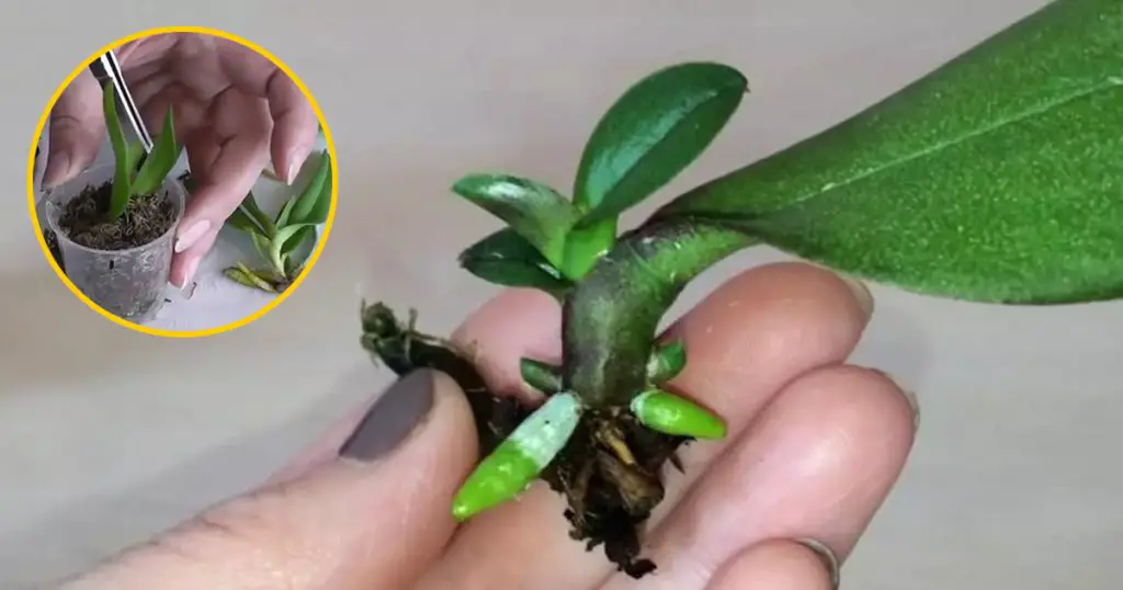 Propagating Orchids From A Single Leaf A Step-by-Step Guide - Home ...