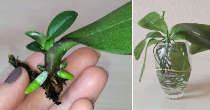 How to Propagate an Orchid from a Leaf: A Simple Guide - Home Garden Tips