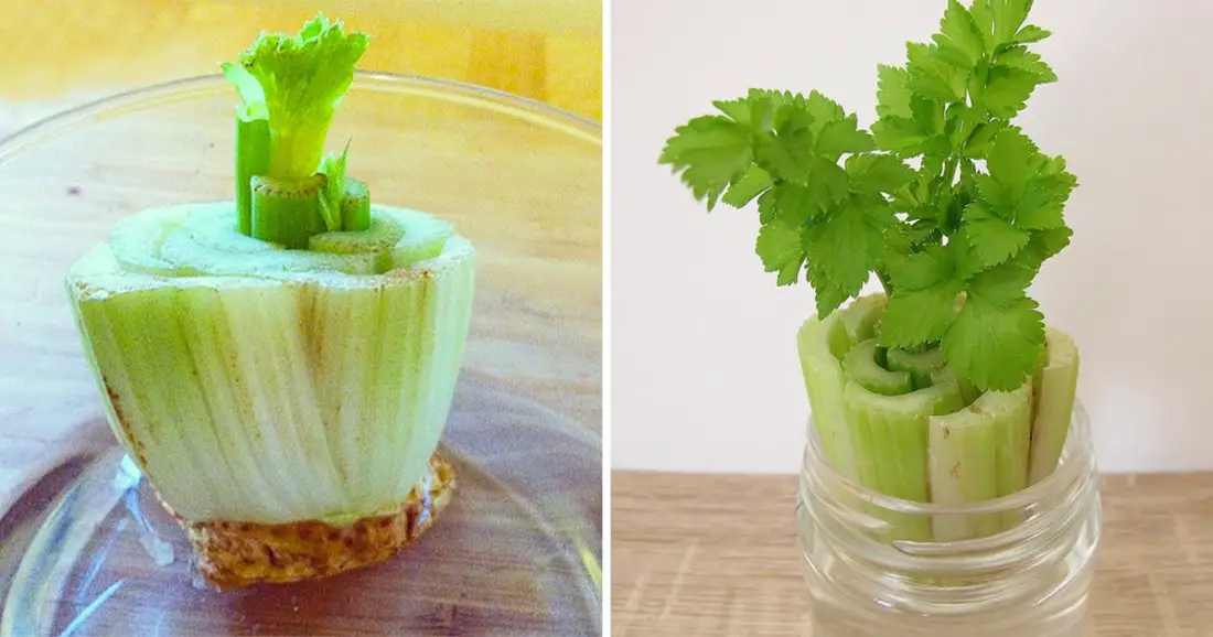 Growing Celery at Home from a Stalk A Simple Guide Home Garden Tips