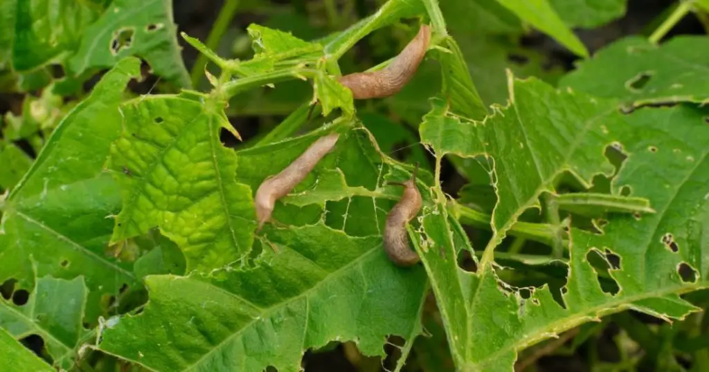 How to Keep Snails Away 6 Simple Methods for Quick Elimination Home