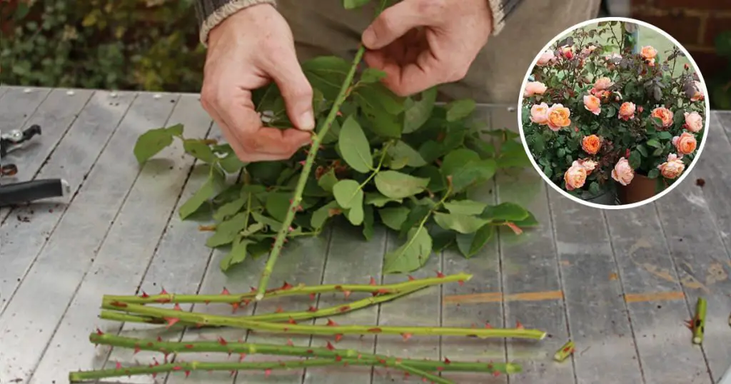 How to Multiply Roses from Cuttings and Have Hundreds of Them Home