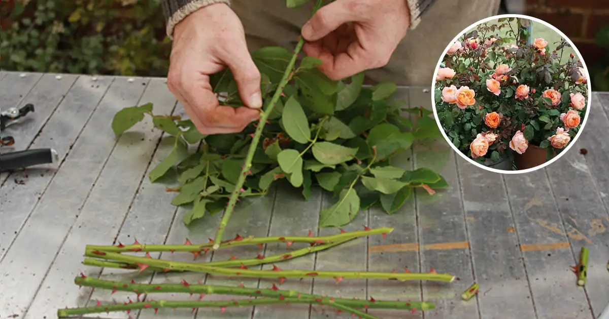 How to Multiply Roses from Cuttings and Have Hundreds of Them Home
