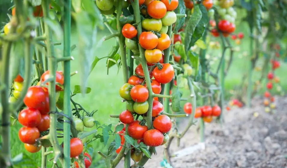 Mastering Tomato Gardening: 10 Essential Tips for Bumper Crop Success ...