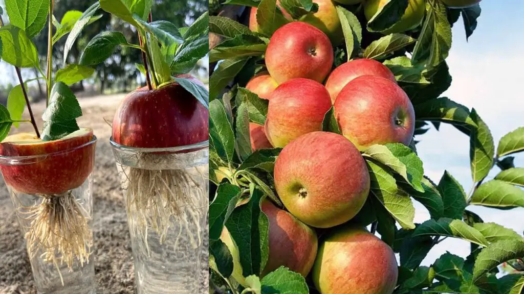 Beginner's Guide to Propagating Apple Trees from Apple Fruit Cuttings ...