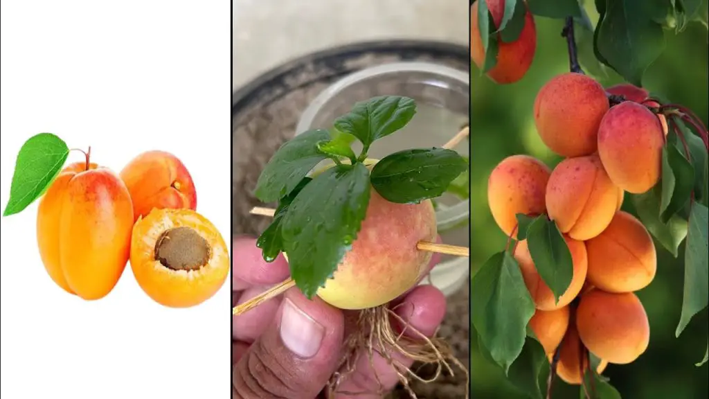 Simple Guide to Growing Apricots at Home with Aloe Vera Harmony Unique