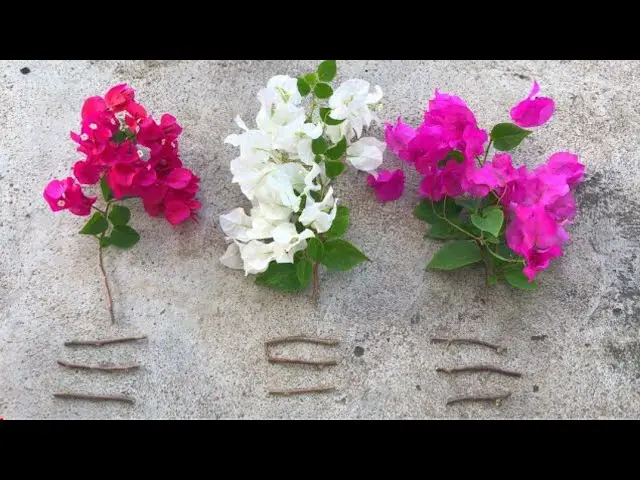 Creating a Spectacular Bougainvillea: How to Graft Bougainvillea Glabra ...