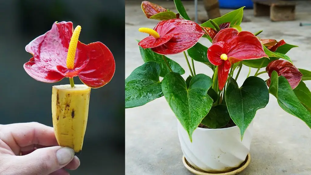 How To Grow Anthuriums From Creative Flowers, Tips To Have A Beautiful