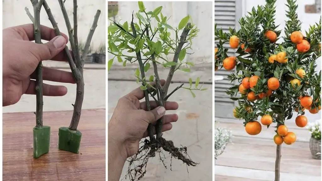 How to easily grow lemon and orange trees at home for free home