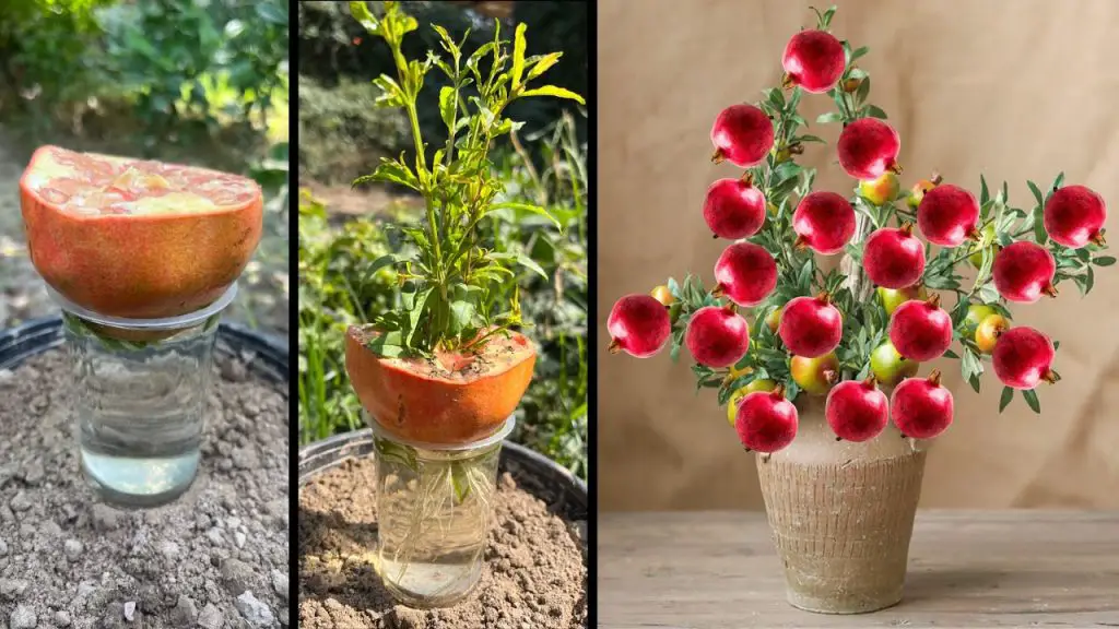 Easy Guide To Growing Pomegranates With Fruit And Aloe Vera Hormones