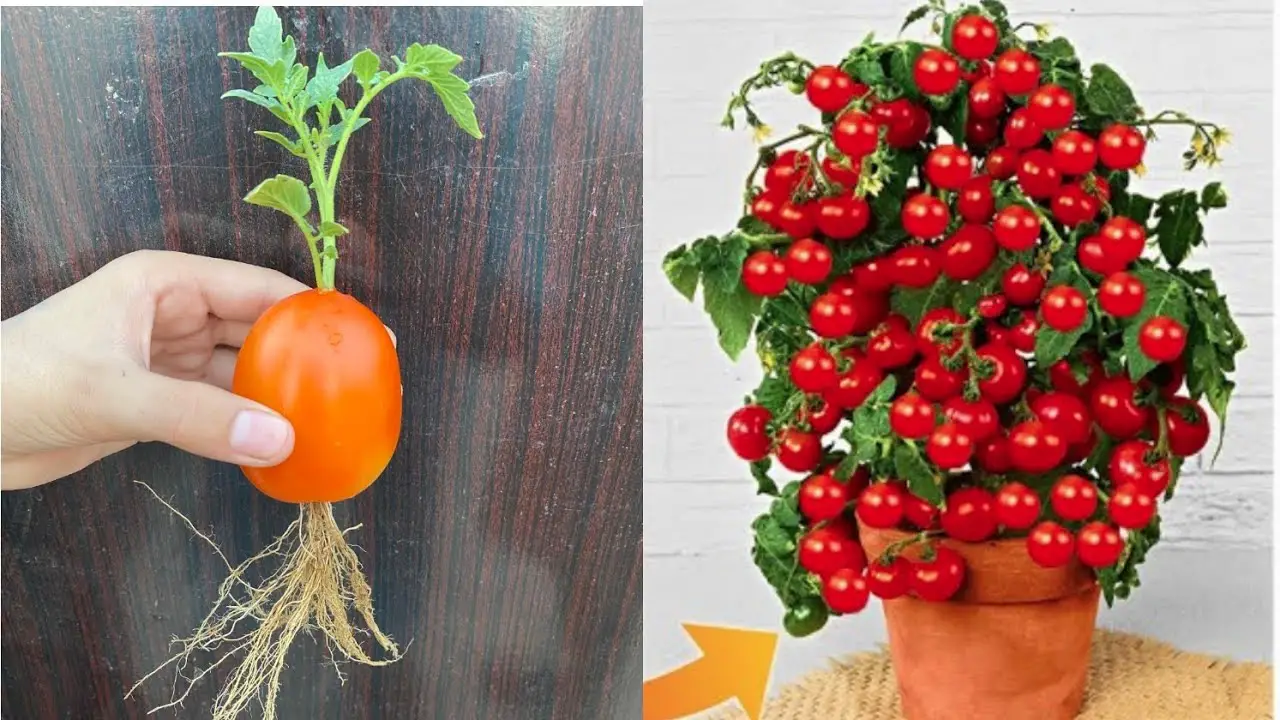 Unlocking the Secret: How to Easily Propagate Tomatoes - Home Garden Tips