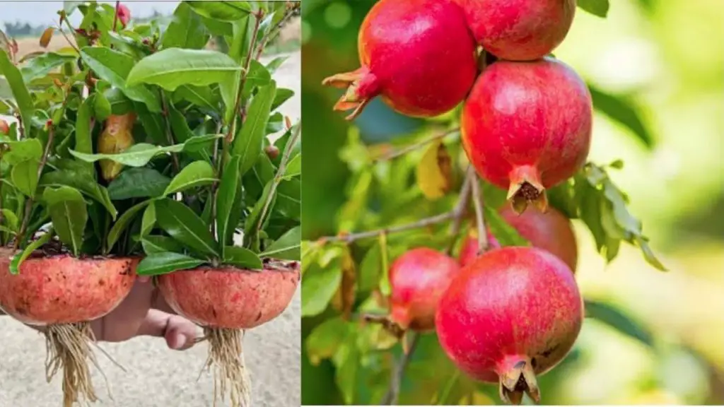 Growing Pomegranate Trees Made Easy: Propagating Pomegranates Using the ...