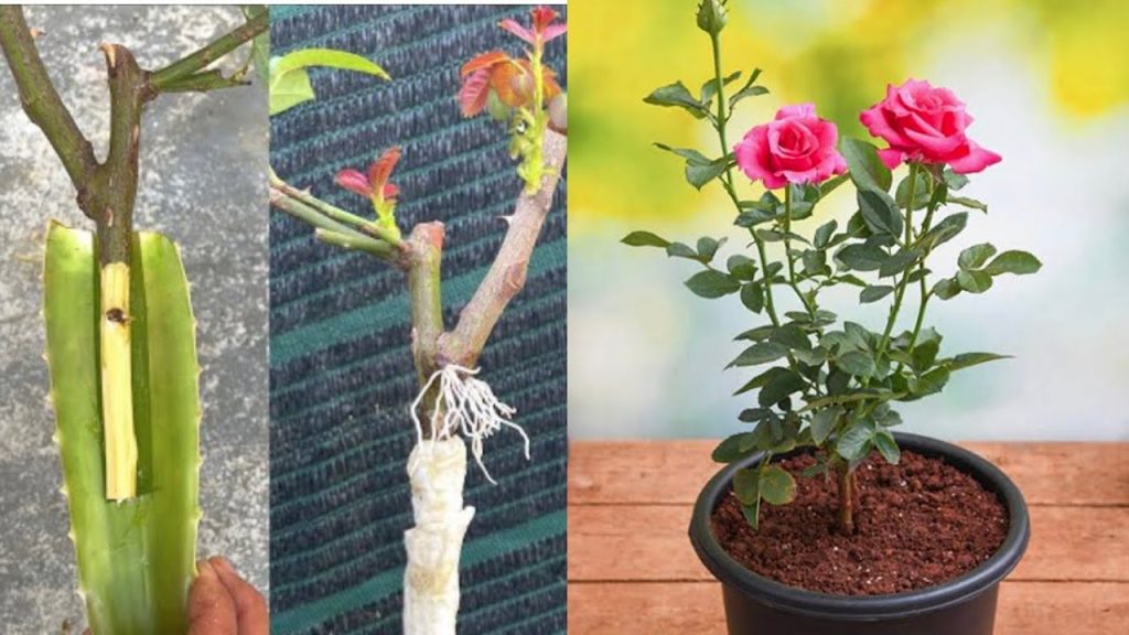 Growing Beautiful Roses: The Simple Magic of Propagating Red Roses with ...