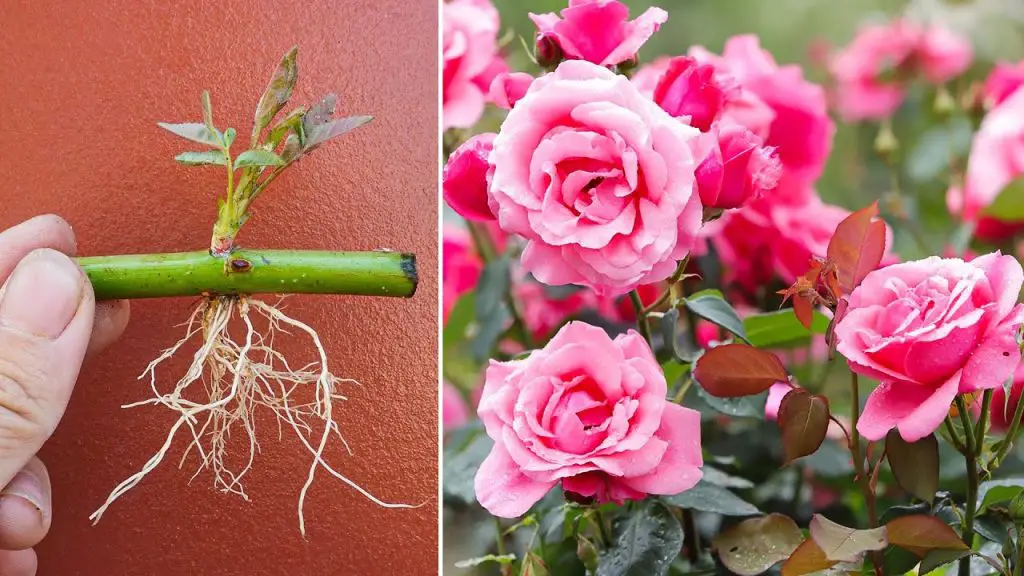 how to grow rose cuttings in aloe vera