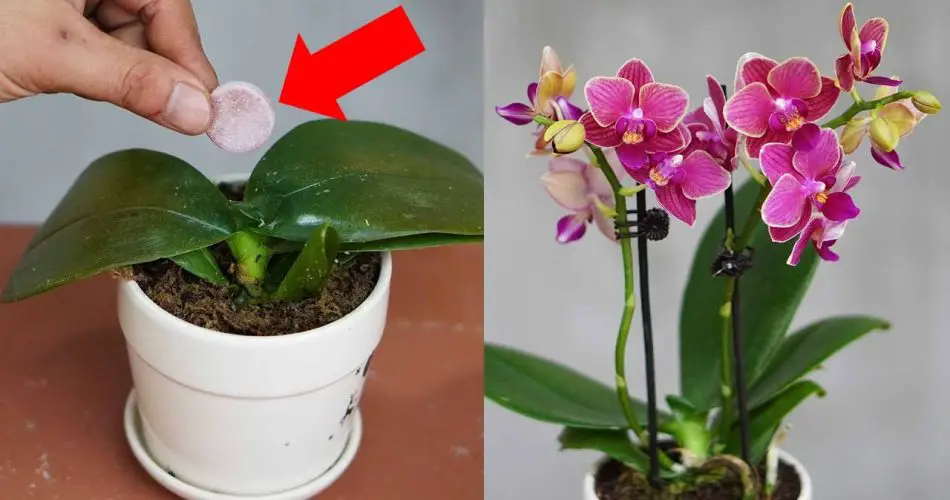 Doing This Will Help The Orchid Pot Recover And Bloom Beautifully ...