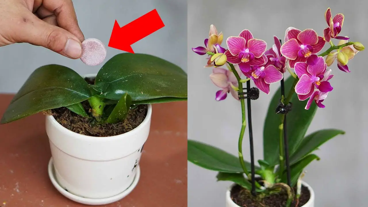 Doing This Will Help The Orchid Pot Recover And Bloom Beautifully ...