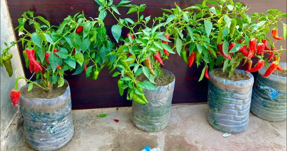 Spice Up Your Space Growing Chilies in Plastic Bottles A Simple