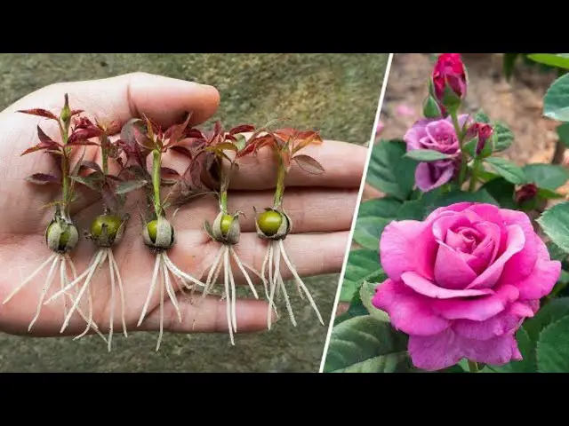 Unveiling a Unique Method: Growing Red Roses from Buds Unknown to Many ...