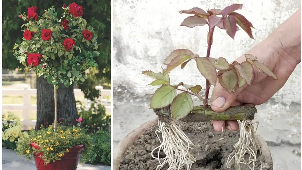 Propagating Roses with Aloe Vera: A Beginner's Guide to Fast Rooting ...