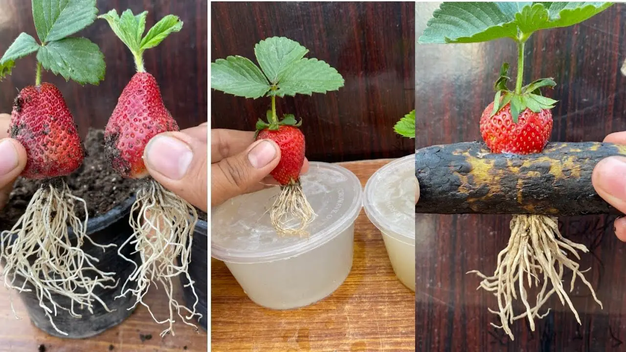 Can You Grow Strawberry From Fruit