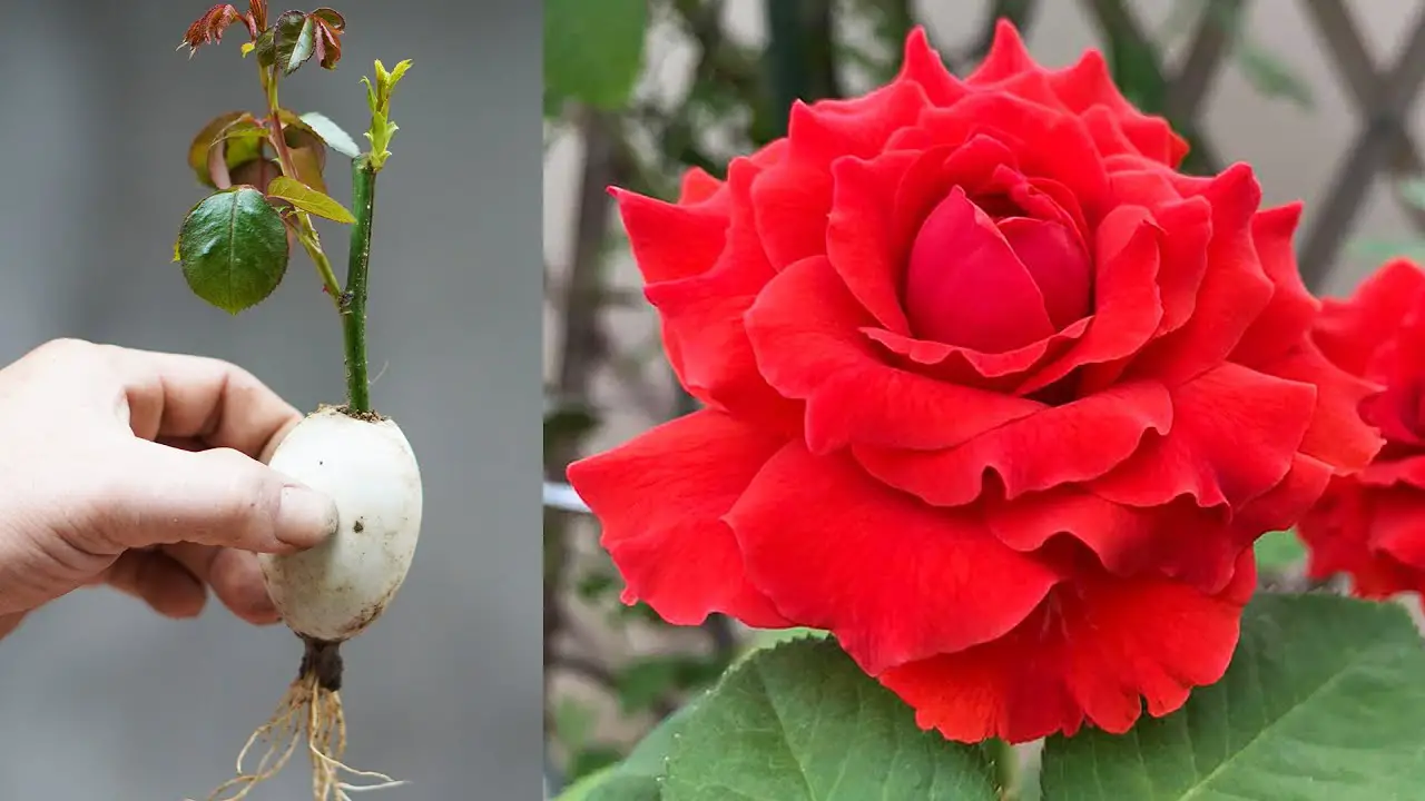 Unlocking The Secrets To Successful Rose Propagation From Cuttings Unlocking The Secrets To Successful Rose Propagation From Cuttings