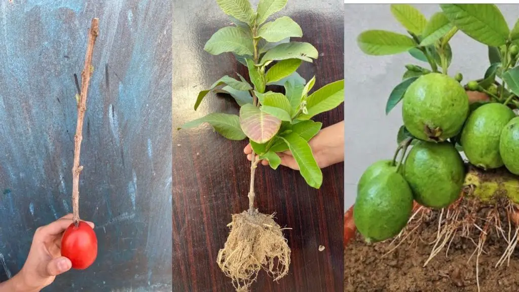 Growing Guava Trees from Cuttings: A Unique and Effective Technique ...