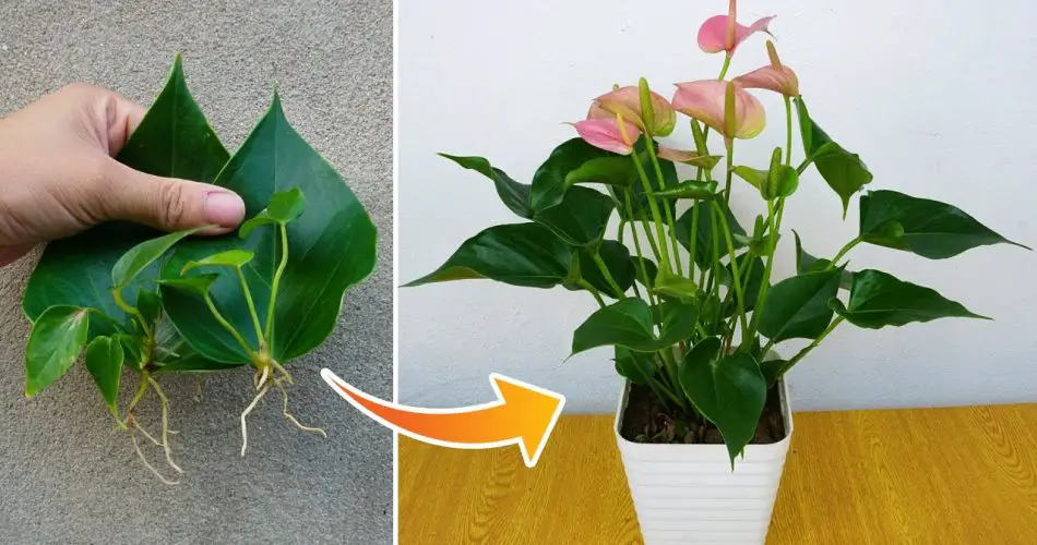 Growing Anthuriums from Leaves Easy Care Tips for Anthurium Plant